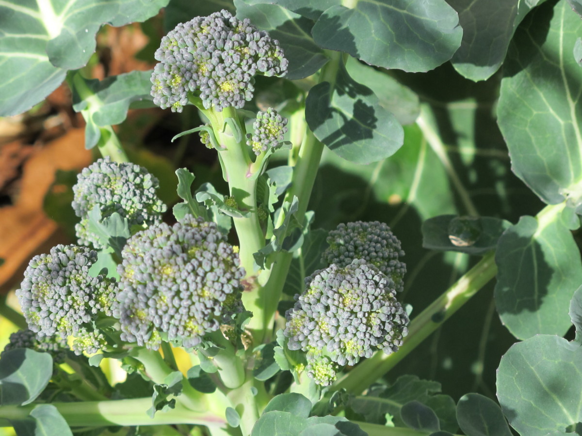 broccoli side shoots, late winter and spring
