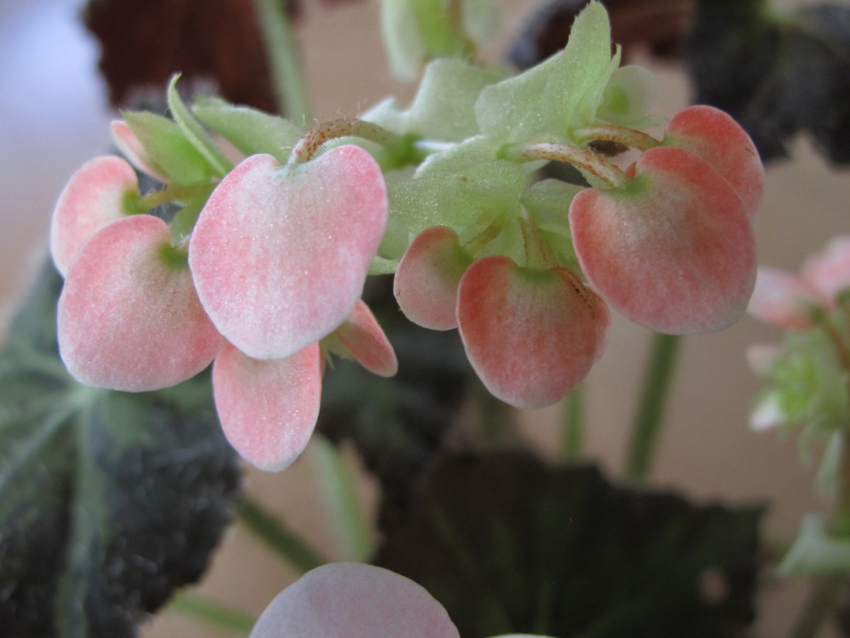 pink begonia flowers, houseplants