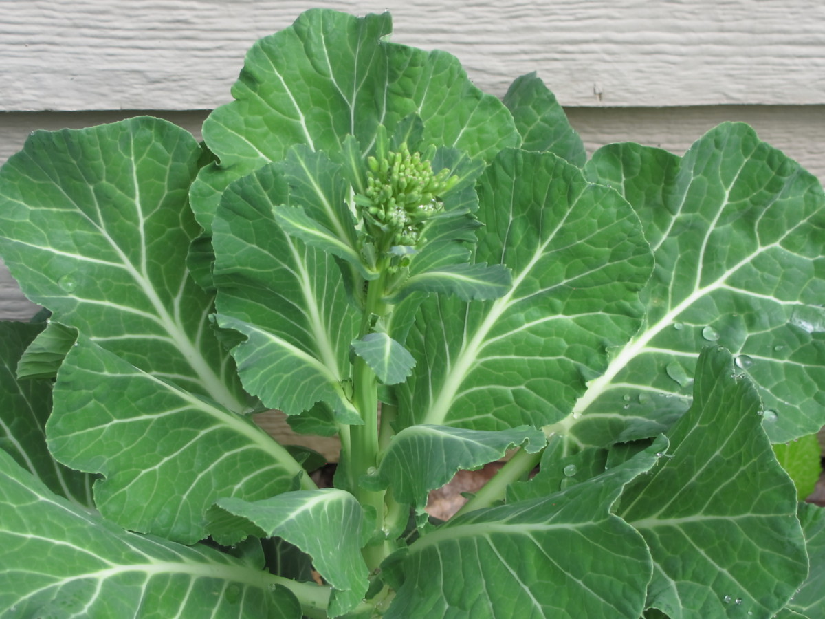 collards, flower bud