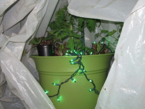 Christmas lights, plastic, cold frame