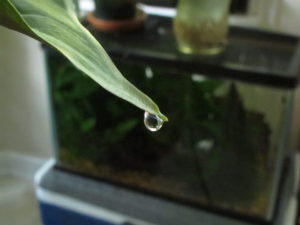 guttation, a drop of water on alocasia leaf tip
