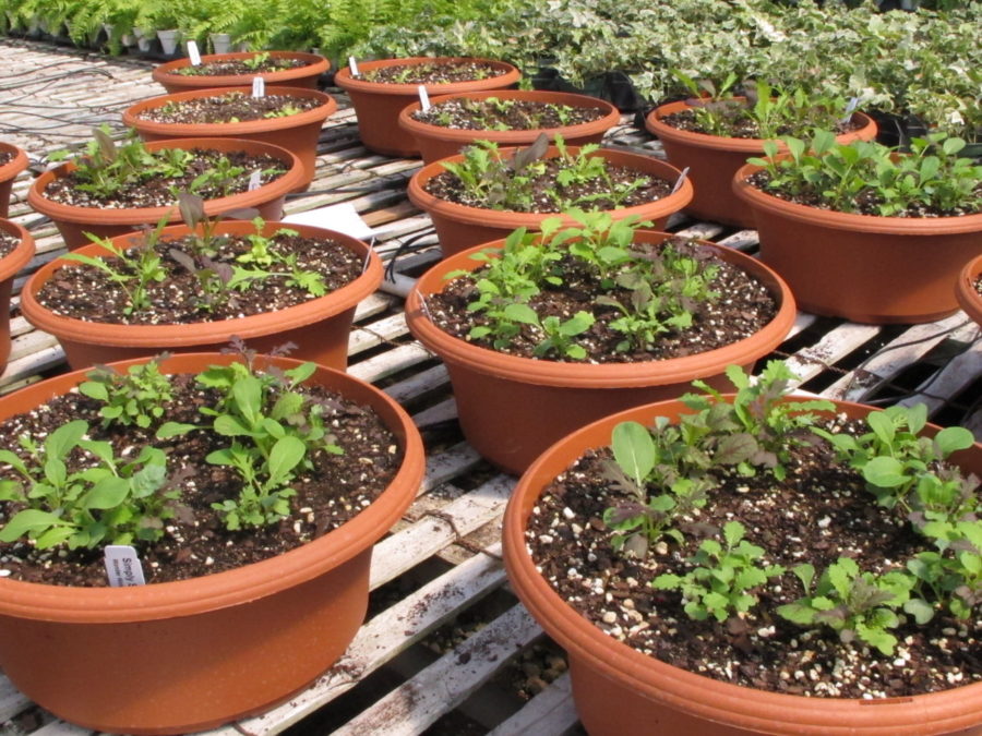 cool season vegetables, mixed greens