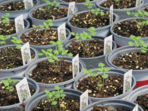 lemon basil seedlings in pots