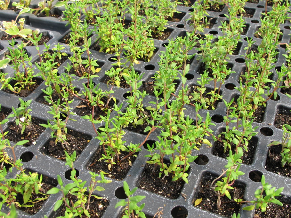 French thyme in plug tray