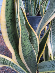snake plant, houseplants