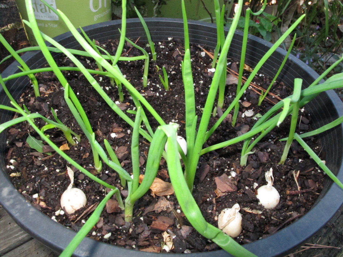 green onions growing in a pot
