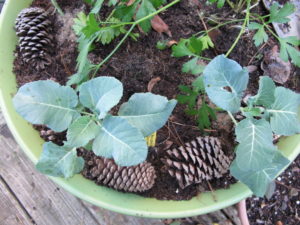 potted broccoli