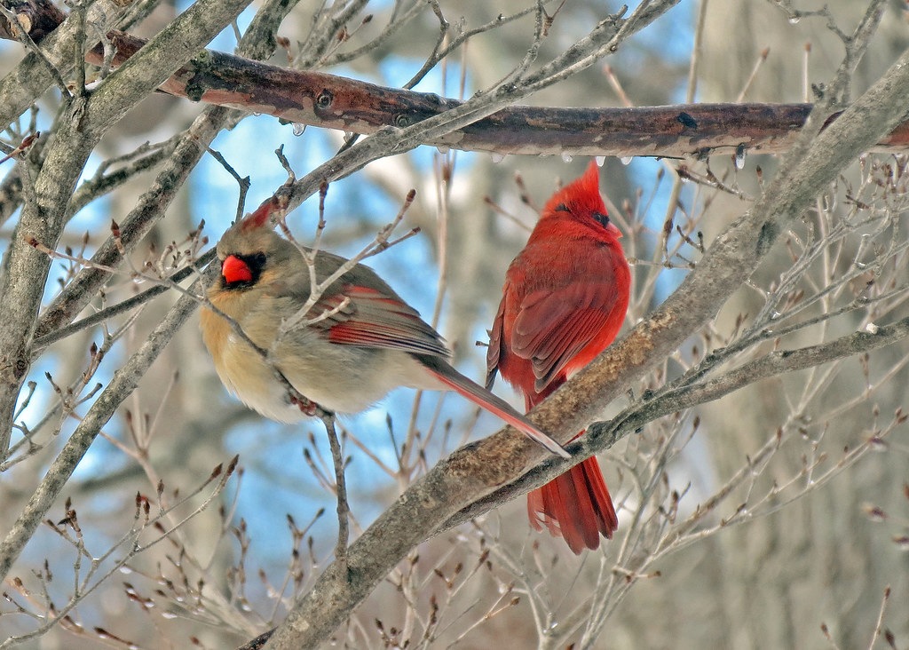 a pair of cardinals