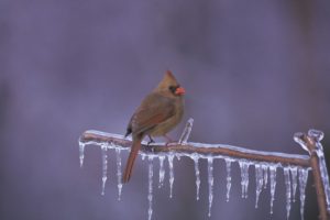 cardinals in winter