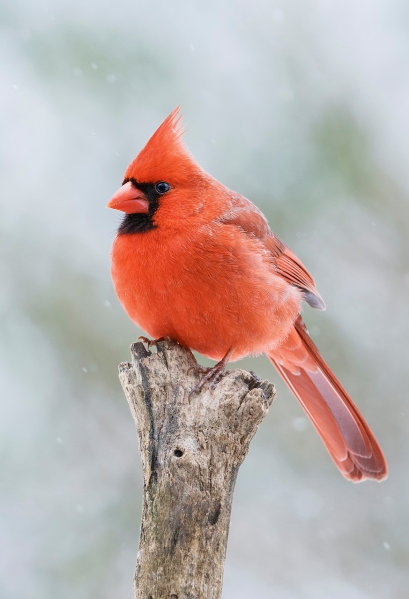 cardinals are one of our favorite birds
