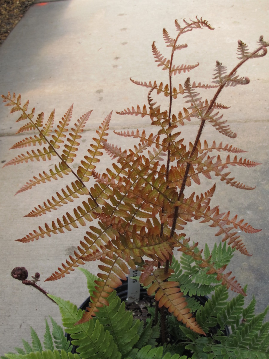 autumn fern