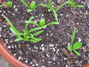 spinach seedlings