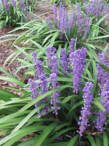 liriope royal purple-- for improving the landscape, plant in masses