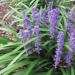 liriope royal purple?