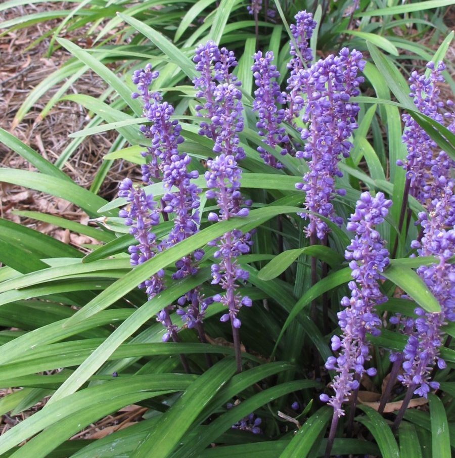 liriope royal purple?