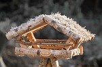 bird feeder photo