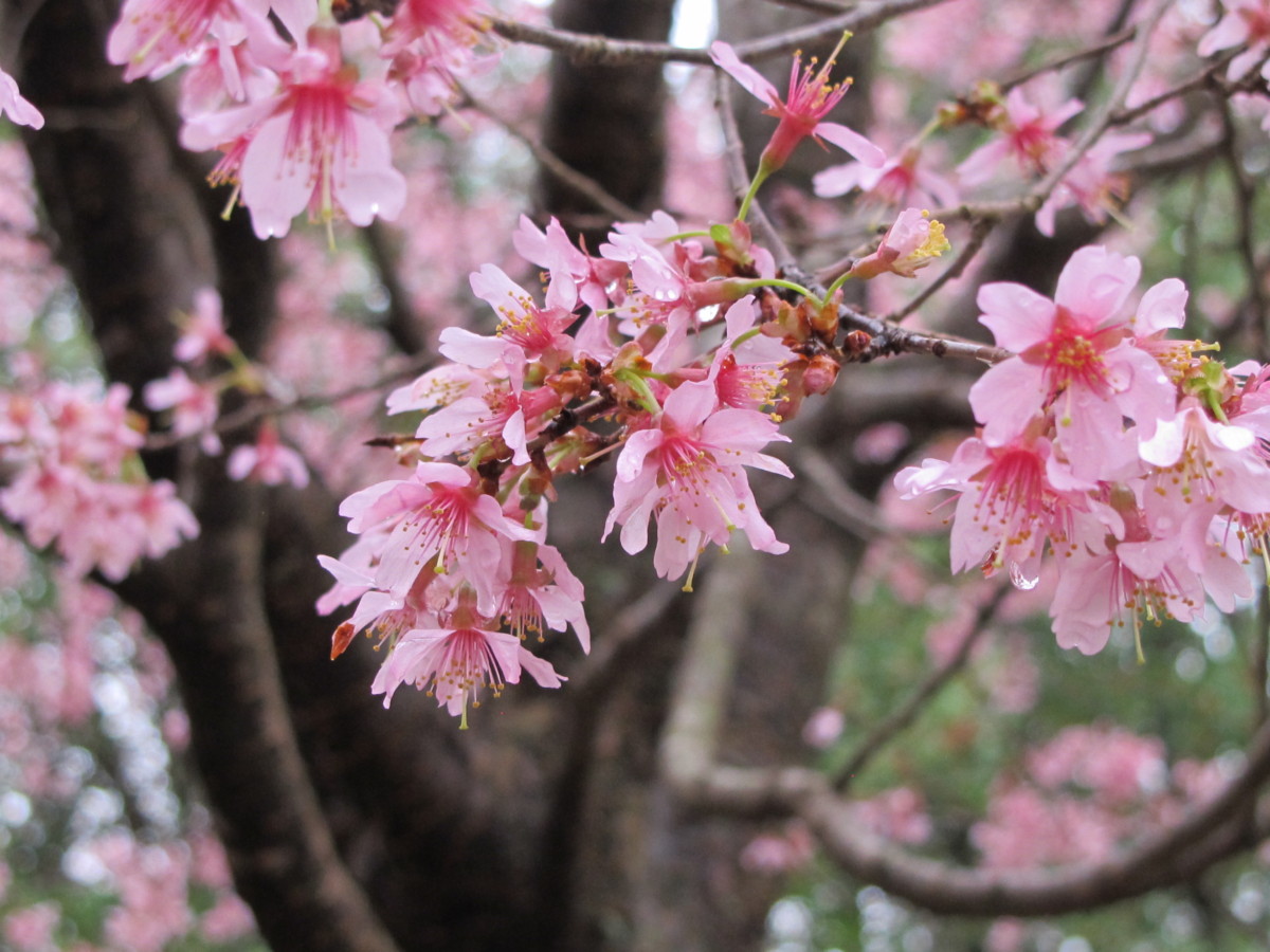 pink flowers of cherry tree