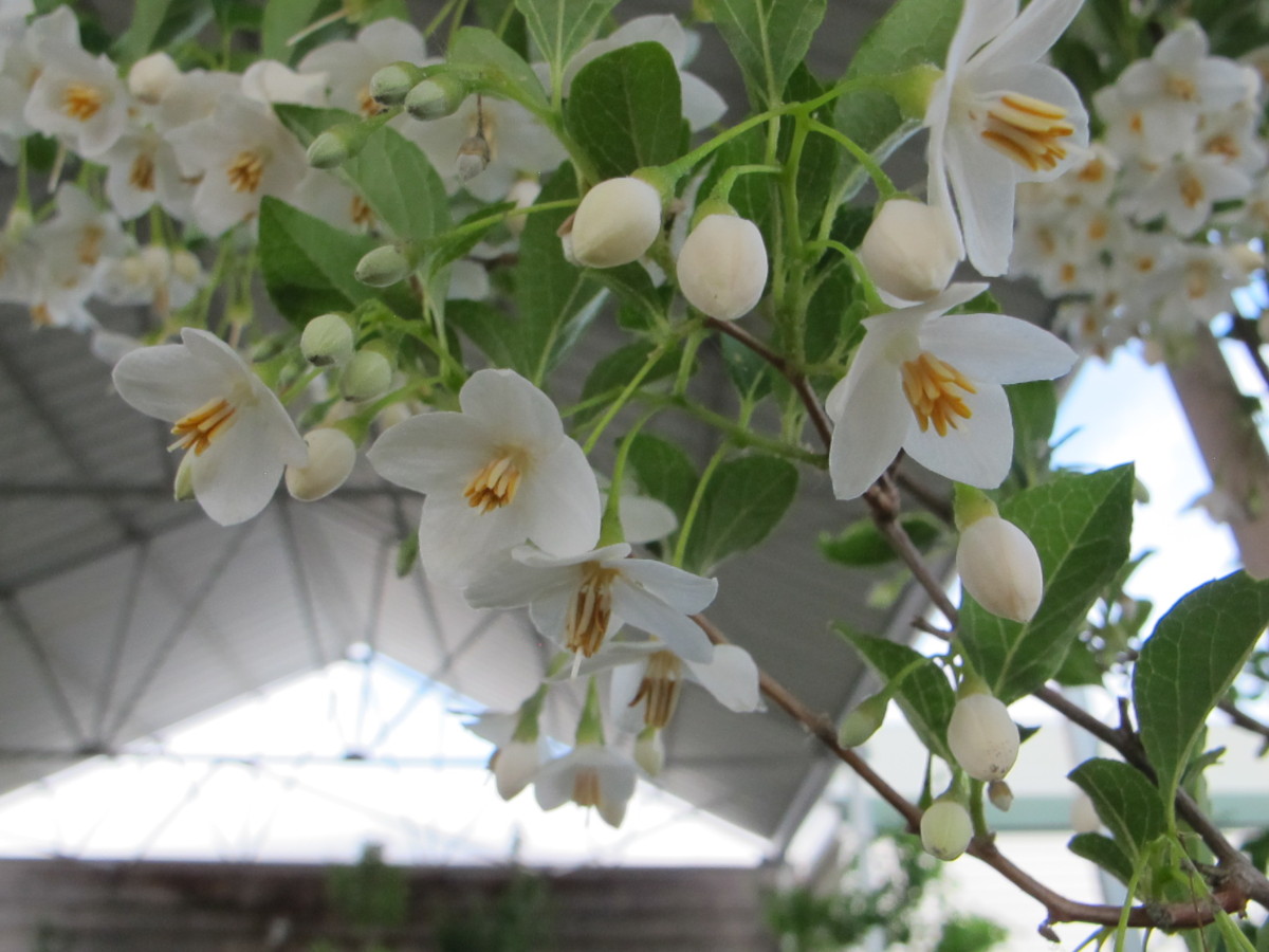 japanese snowbell tree, white flowers