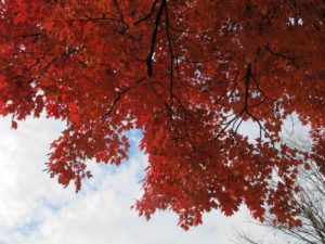 red fall color in maple tree