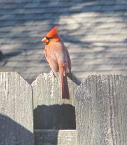 male northern cardinal