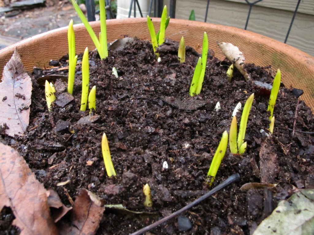 yellowed bulb leaves from shade, potted bulbs