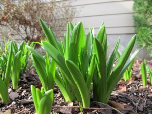 daffodils and other bulbs emerging