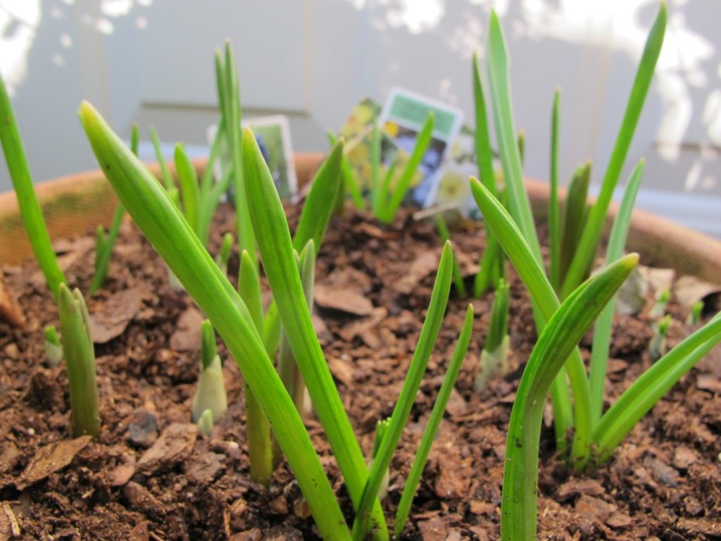 daffodils, crocus bulbs in lasagna pot