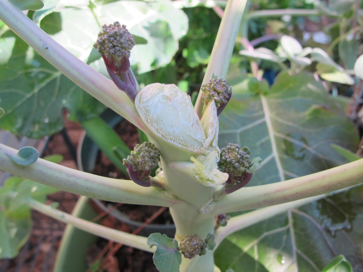 side shoots on broccoli arcadia