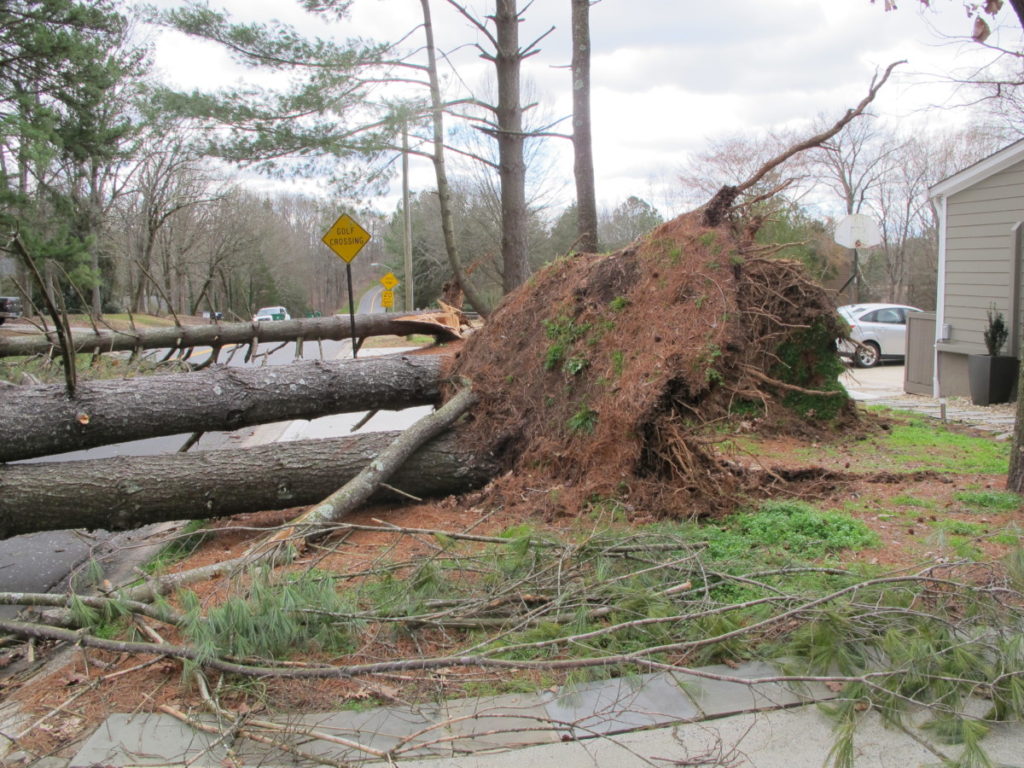 tree damage from tornado