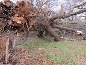 felled tree