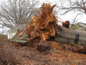 fallen oak tree, tornado