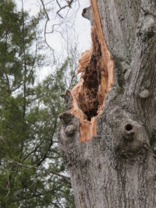 tree trunk with rotten core exposed by tornado
