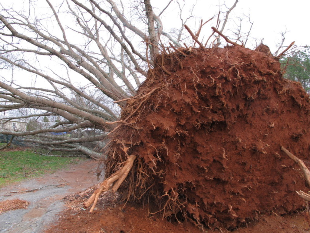 tree uprooted from tornado