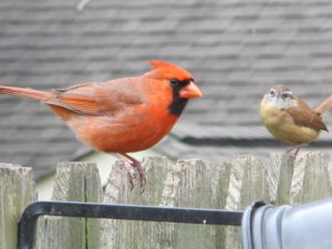 northern cardinal and wren on back fence