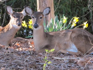 deer and daffodils