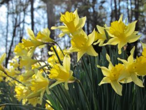 yellow daffodils, cane creek park