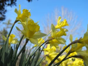 yellow daffodils, cane creek park