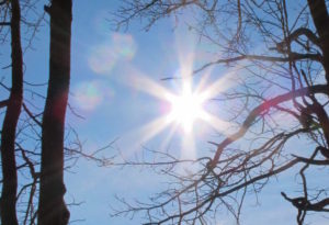 sunshine through trees