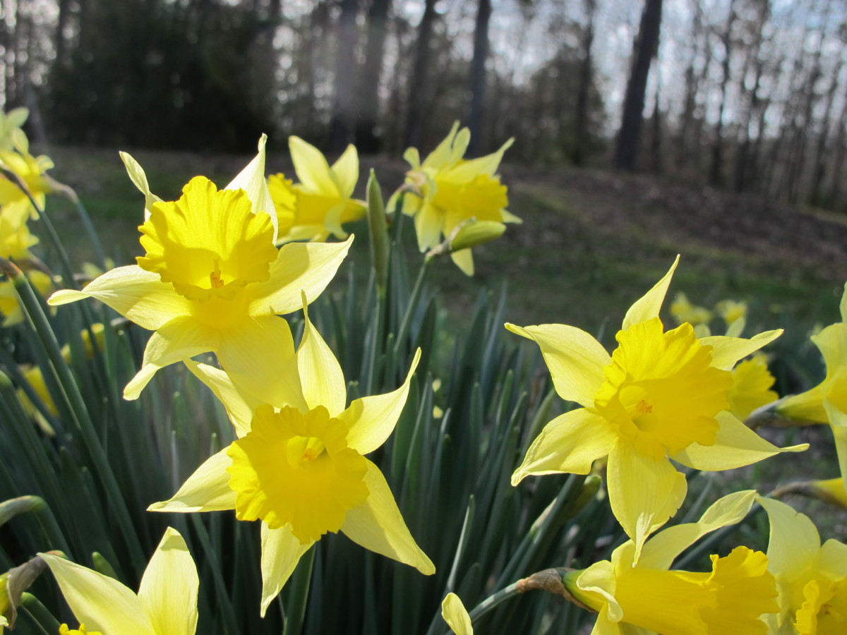 yellow daffodil