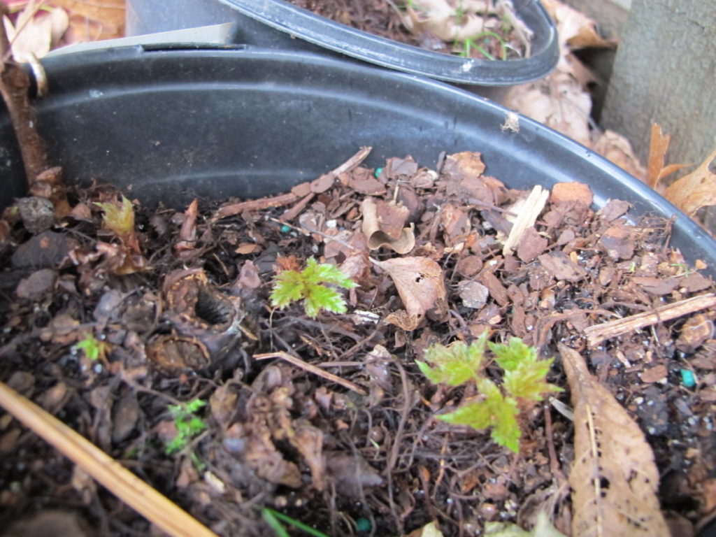 astilbe in a pot, young leaves