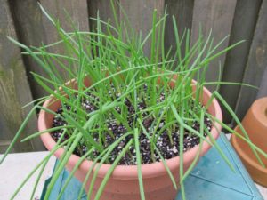 green onions in a pot