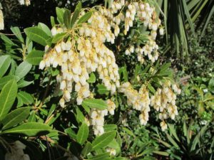 pieris flowers