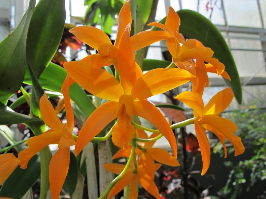 orchids, Daniel Stowe Botanical Garden