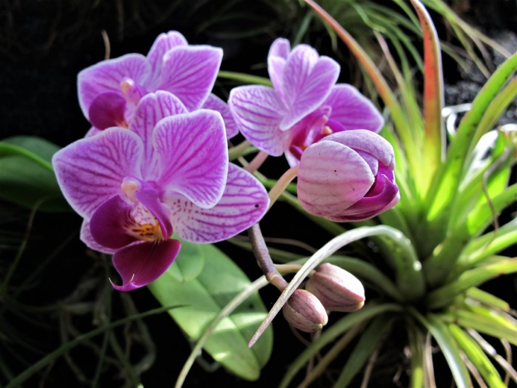 orchids, Daniel Stowe Botanical Garden