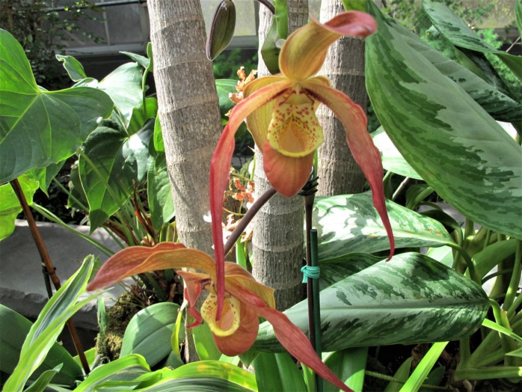 orchids, Daniel Stowe Botanical Garden