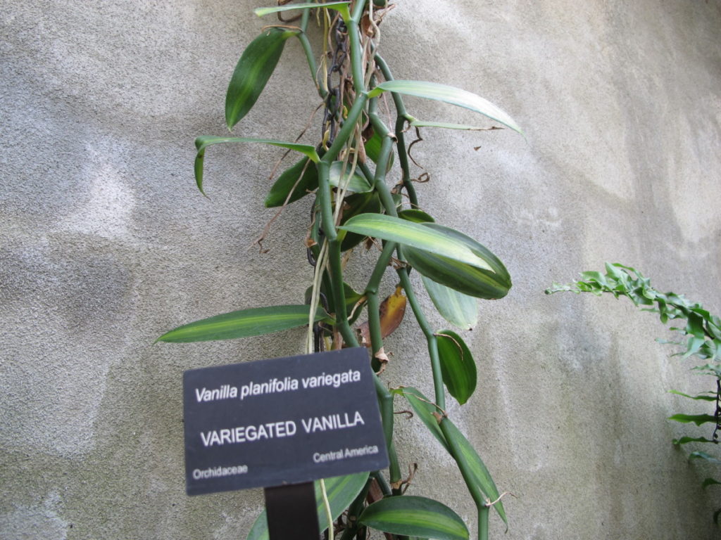 variegated vanilla orchid