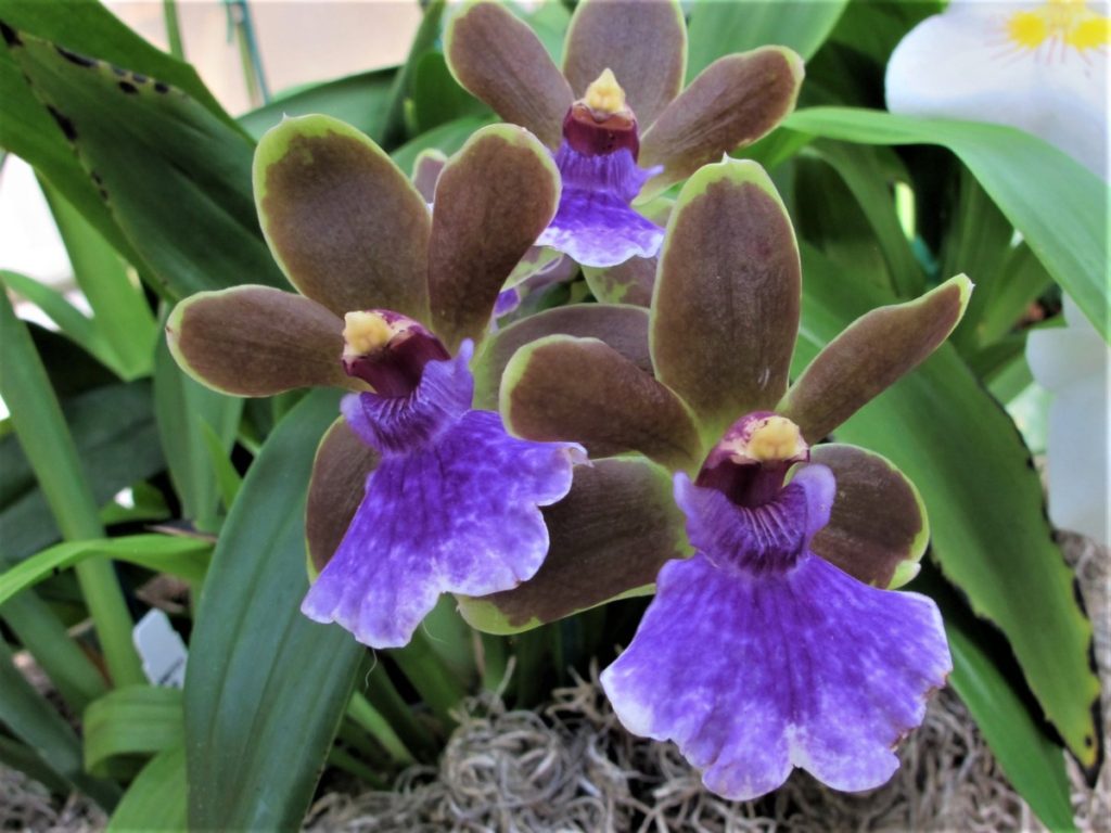 blue and brown orchid