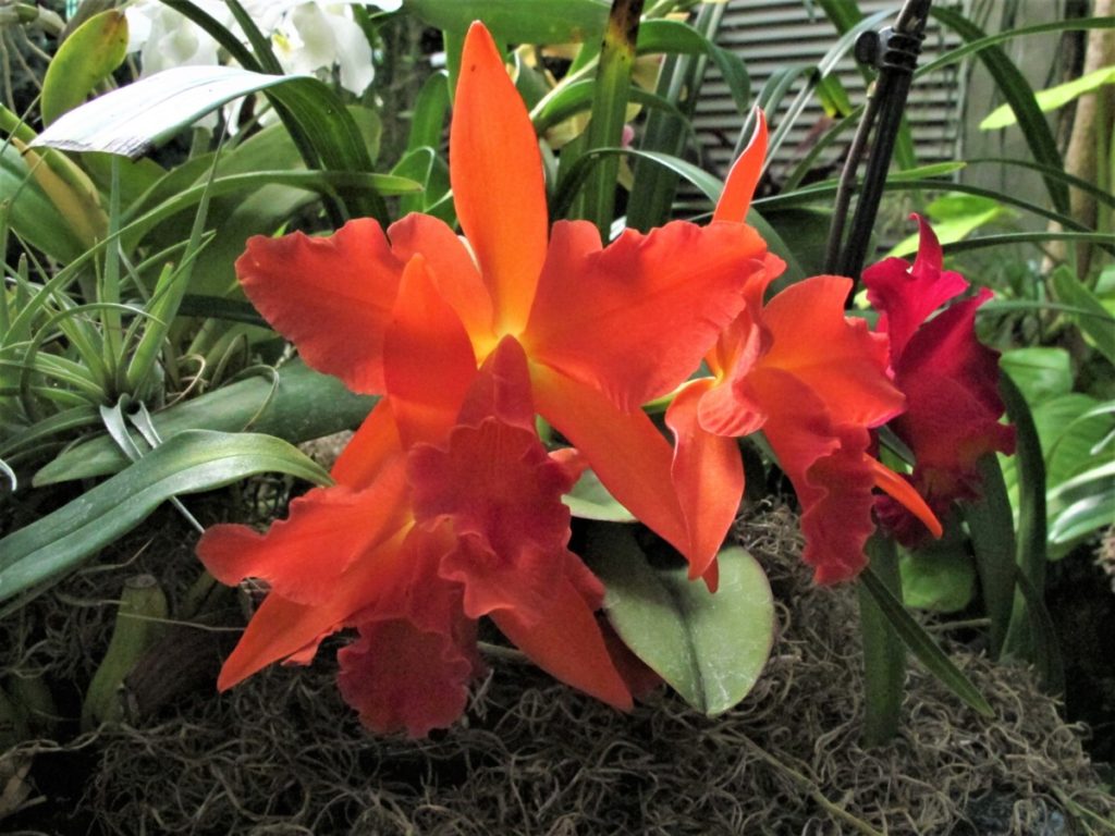 orchids,Daniel Stowe Botanical Garden