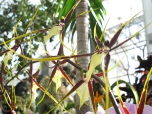 orchid, Daniel Stowe Botanical Garden