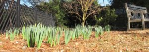 Daniel Stowe Botanical Garden, daffodils